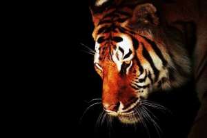 Tiger ima trak ne samo na krzno Tiger ima trak ne samo na krzno